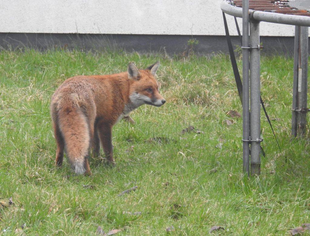 The helpful search for foxes: Citizen Science asks for volunteers to record urban wildlife