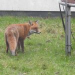 The helpful search for foxes: Citizen Science asks for volunteers to record urban wildlife