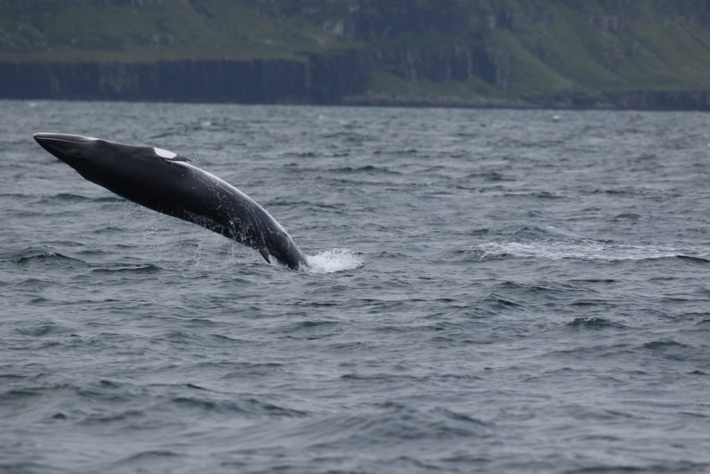 Record high for minke whale sightings but record low for basking sharks, research in Hebrides finds