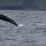 Record high for minke whale sightings but record low for basking sharks, research in Hebrides finds