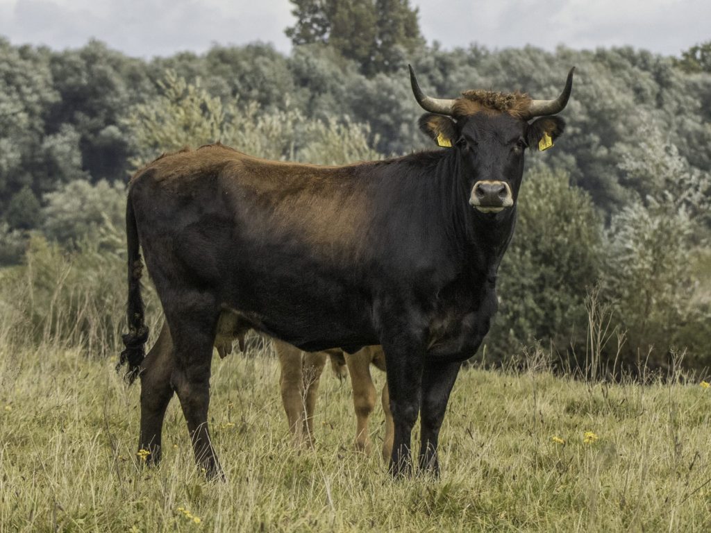 UK ‘Return’ for Ancient Cattle 400 Years after European Extinction