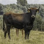 UK ‘Return’ for Ancient Cattle 400 Years after European Extinction